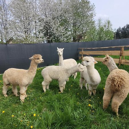 Domki Pod Lasem Vila Rokiciny Podhalanskie Exterior foto